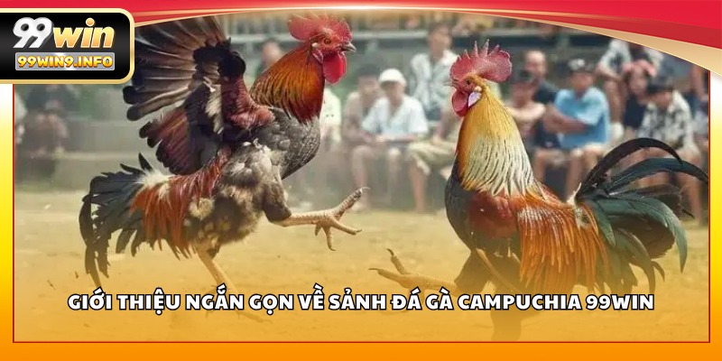 Giới thiệu ngắn gọn về sảnh Đá Gà Campuchia 99WIN
