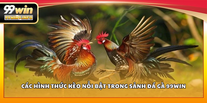 Các hình thức kèo nổi bật trong sảnh đá gà 99WIN