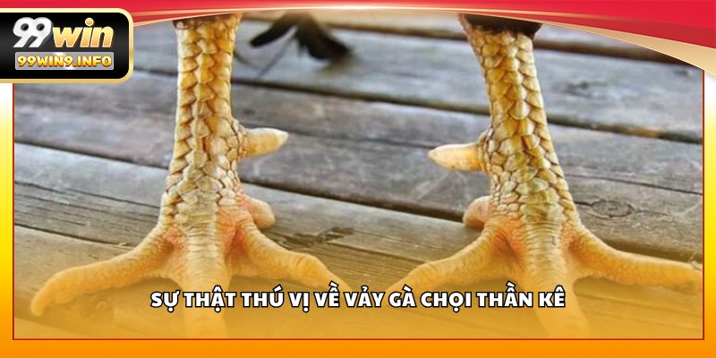 Sự thật thú vị về vảy gà chọi thần kê